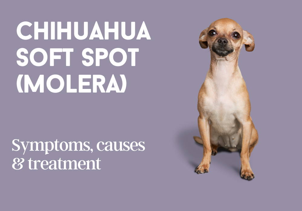 Do Puppies Have A Soft Spot